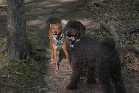 20250513_Dog park with Imby and Brogan__DSC0303_.jpg