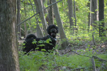 20250513_Dog park with Imby and Brogan__DSC0321_.jpg