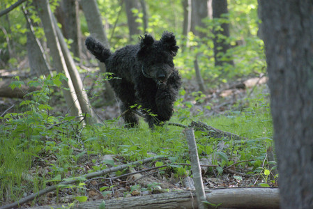 20250513_Dog park with Imby and Brogan__DSC0323_.jpg