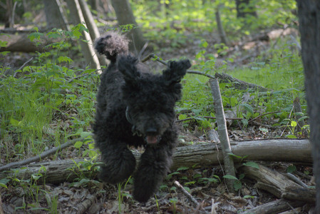 20250513_Dog park with Imby and Brogan__DSC0327_.jpg