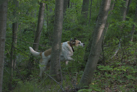 20250513_Dog park with Imby and Brogan__DSC0330_.jpg