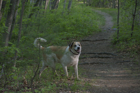 20250513_Dog park with Imby and Brogan__DSC0337_.jpg