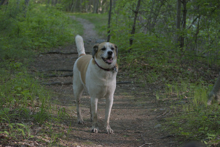 20250513_Dog park with Imby and Brogan__DSC0339_.jpg
