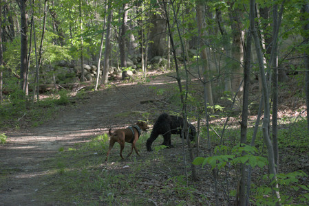 20250513_Dog park with Imby and Brogan__DSC0343_.jpg