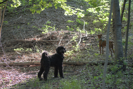 20250513_Dog park with Imby and Brogan__DSC0347_.jpg