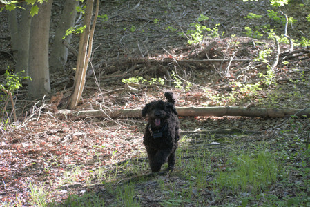 20250513_Dog park with Imby and Brogan__DSC0350_.jpg