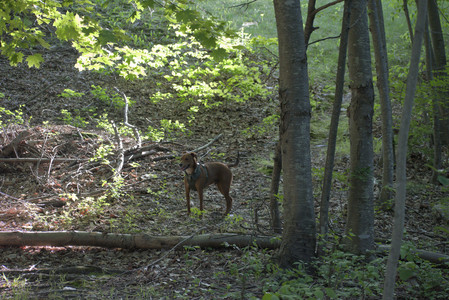 20250513_Dog park with Imby and Brogan__DSC0352_.jpg