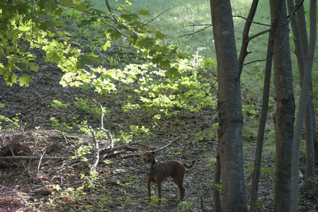 20250513_Dog park with Imby and Brogan__DSC0356_.jpg