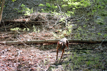 20250513_Dog park with Imby and Brogan__DSC0358_.jpg