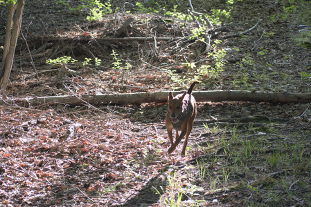 20250513_Dog park with Imby and Brogan__DSC0359_.jpg
