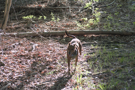 20250513_Dog park with Imby and Brogan__DSC0360_.jpg