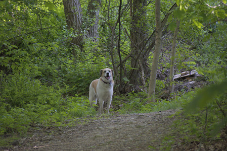 20250513_Dog park with Imby and Brogan__DSC0361_.jpg