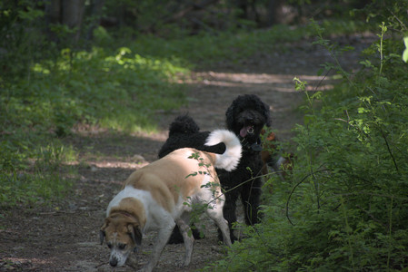20250513_Dog park with Imby and Brogan__DSC0368_.jpg