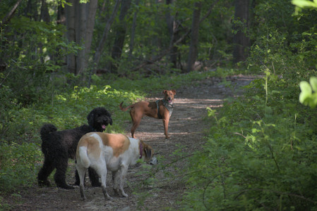 20250513_Dog park with Imby and Brogan__DSC0376_.jpg