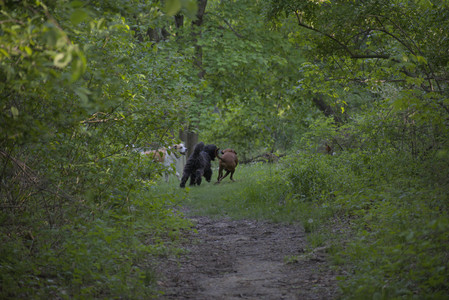 20250513_Dog park with Imby and Brogan__DSC0377_.jpg