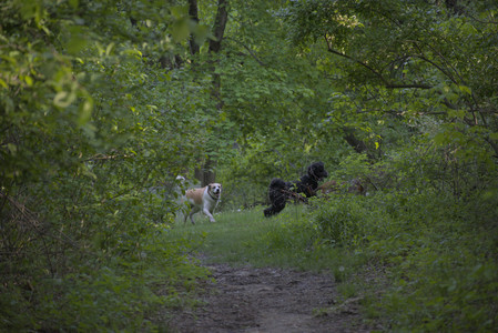 20250513_Dog park with Imby and Brogan__DSC0381_.jpg
