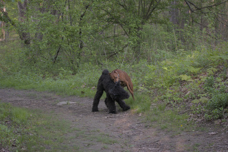 20250513_Dog park with Imby and Brogan__DSC0386_.jpg