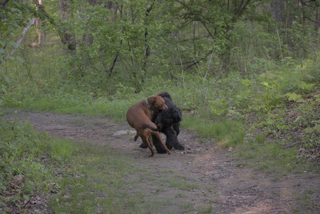 20250513_Dog park with Imby and Brogan__DSC0391_.jpg