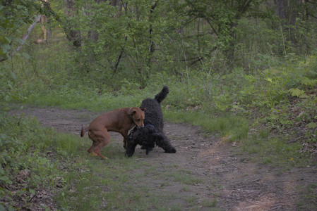 20250513_Dog park with Imby and Brogan__DSC0392_.jpg