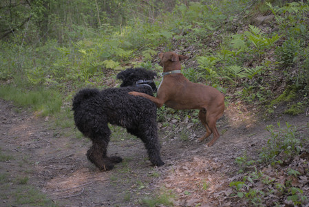 20250513_Dog park with Imby and Brogan__DSC0400_.jpg