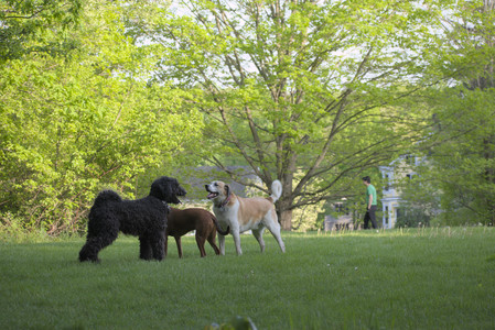 20250513_Dog park with Imby and Brogan__DSC0407_.jpg