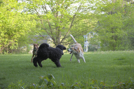 20250513_Dog park with Imby and Brogan__DSC0414_.jpg