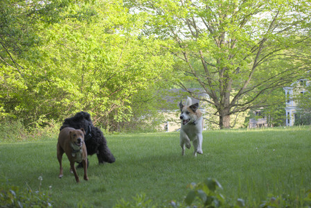 20250513_Dog park with Imby and Brogan__DSC0417_.jpg