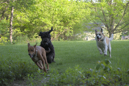 20250513_Dog park with Imby and Brogan__DSC0419_.jpg