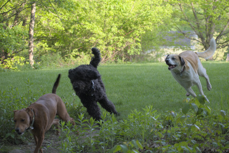 20250513_Dog park with Imby and Brogan__DSC0420_.jpg