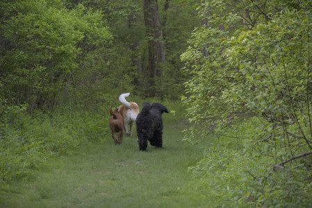 20250513_Dog park with Imby and Brogan__DSC0424_.jpg