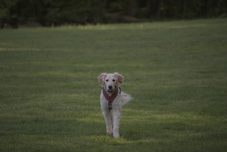 20250513_Dog park with Imby and Brogan__DSC0429_.jpg