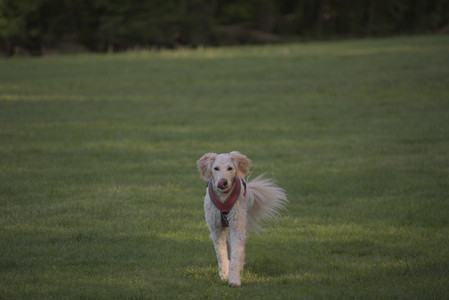 20250513_Dog park with Imby and Brogan__DSC0431_.jpg