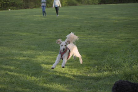 20250513_Dog park with Imby and Brogan__DSC0432_.jpg