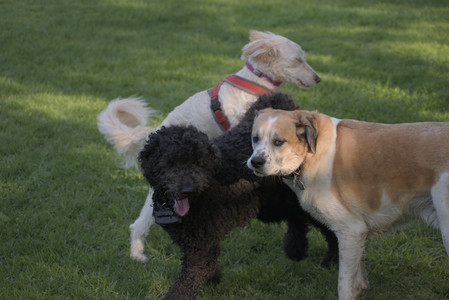 20250513_Dog park with Imby and Brogan__DSC0437_.jpg