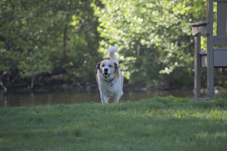 20250516_Dog Park__DSC0091_.jpg