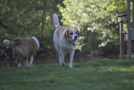 20250516_Dog Park__DSC0095_.jpg