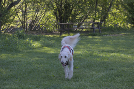 20250516_Dog Park__DSC0097_.jpg