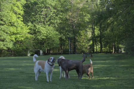 20250516_Dog Park__DSC0115_.jpg