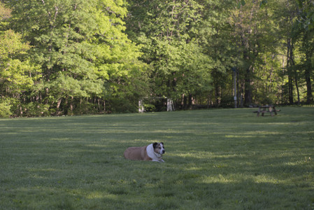 20250516_Dog Park__DSC0117_.jpg