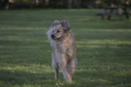 20250516_Dog Park__DSC0122_.jpg