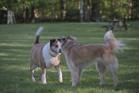 20250516_Dog Park__DSC0123_.jpg
