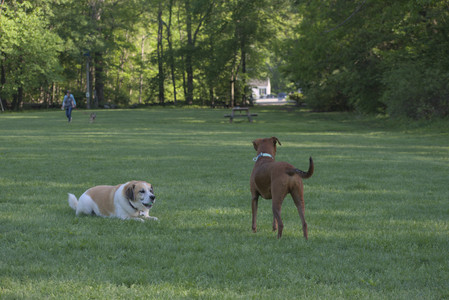 20250516_Dog Park__DSC0134_.jpg