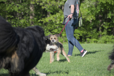 20250516_Dog Park__DSC0179_.jpg