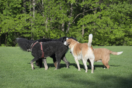 20250516_Dog Park__DSC0189_.jpg