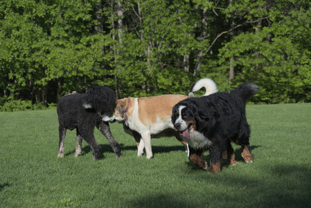 20250516_Dog Park__DSC0193_.jpg