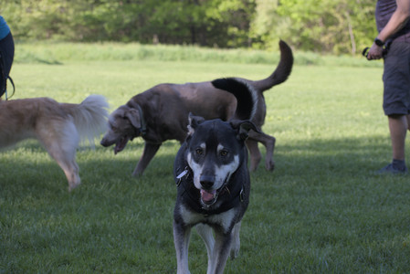 20250516_Dog Park__DSC0205_.jpg