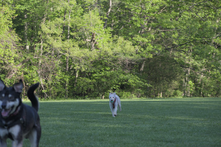 20250516_Dog Park__DSC0208_.jpg