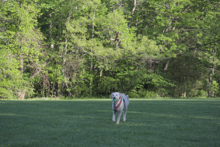 20250516_Dog Park__DSC0211_.jpg