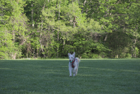 20250516_Dog Park__DSC0212_.jpg