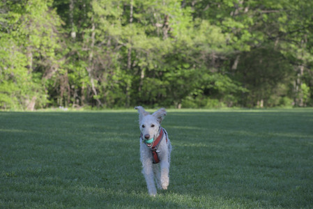 20250516_Dog Park__DSC0218_.jpg